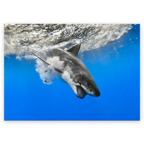 Поздравительная открытка с принтом Акула в Новосибирске, 100% бумага | плотность бумаги 280 г/м2, матовая, на обратной стороне линовка и место для марки
 | shark | море | синий | челюсти