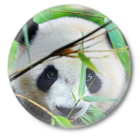 Значок с принтом Панда в лесу в Новосибирске,  металл | круглая форма, металлическая застежка в виде булавки | Тематика изображения на принте: бамбук | животное | медведь