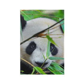Обложка для паспорта матовая кожа с принтом Панда в лесу в Новосибирске, натуральная матовая кожа | размер 19,3 х 13,7 см; прозрачные пластиковые крепления | Тематика изображения на принте: бамбук | животное | медведь