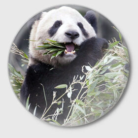 Значок с принтом Панда кушает в Новосибирске,  металл | круглая форма, металлическая застежка в виде булавки | Тематика изображения на принте: бамбук | животное | медведь