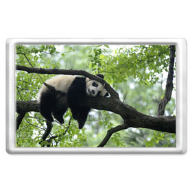 Магнит 45*70 с принтом Панда спит на ветке в Новосибирске, Пластик | Размер: 78*52 мм; Размер печати: 70*45 | бамбук | животное | медведь