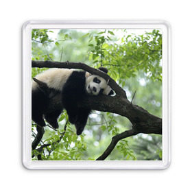 Магнит 55*55 с принтом Панда спит на ветке в Новосибирске, Пластик | Размер: 65*65 мм; Размер печати: 55*55 мм | Тематика изображения на принте: бамбук | животное | медведь