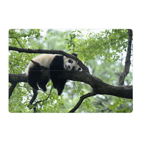 Магнитный плакат 3Х2 с принтом Панда спит на ветке в Новосибирске, Полимерный материал с магнитным слоем | 6 деталей размером 9*9 см | Тематика изображения на принте: бамбук | животное | медведь
