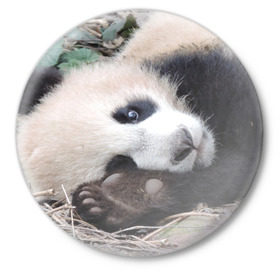 Значок с принтом Лапка панда в Новосибирске,  металл | круглая форма, металлическая застежка в виде булавки | Тематика изображения на принте: бамбук | животное | медведь