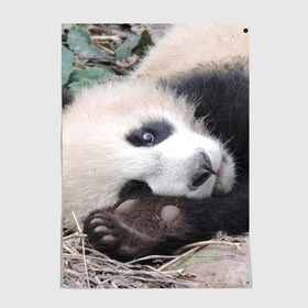 Постер с принтом Лапка панда в Новосибирске, 100% бумага
 | бумага, плотность 150 мг. Матовая, но за счет высокого коэффициента гладкости имеет небольшой блеск и дает на свету блики, но в отличии от глянцевой бумаги не покрыта лаком | бамбук | животное | медведь