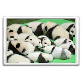 Магнит 45*70 с принтом Новорожденные панды в Новосибирске, Пластик | Размер: 78*52 мм; Размер печати: 70*45 | бамбук | животное | медведь