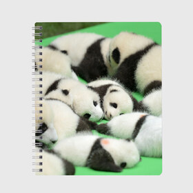 Тетрадь с принтом Новорожденные панды в Новосибирске, 100% бумага | 48 листов, плотность листов — 60 г/м2, плотность картонной обложки — 250 г/м2. Листы скреплены сбоку удобной пружинной спиралью. Уголки страниц и обложки скругленные. Цвет линий — светло-серый
 | бамбук | животное | медведь