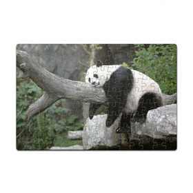 Пазл магнитный 126 элементов с принтом Большая уставшая панда в Новосибирске, полимерный материал с магнитным слоем | 126 деталей, размер изделия —  180*270 мм | Тематика изображения на принте: бамбук | животное | медведь