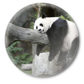 Значок с принтом Большая уставшая панда в Новосибирске,  металл | круглая форма, металлическая застежка в виде булавки | Тематика изображения на принте: бамбук | животное | медведь