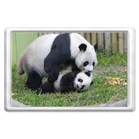 Магнит 45*70 с принтом Мамочка и сыночек панды в Новосибирске, Пластик | Размер: 78*52 мм; Размер печати: 70*45 | Тематика изображения на принте: бамбук | животное | медведь