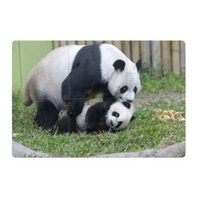 Магнитный плакат 3Х2 с принтом Мамочка и сыночек панды в Новосибирске, Полимерный материал с магнитным слоем | 6 деталей размером 9*9 см | Тематика изображения на принте: бамбук | животное | медведь