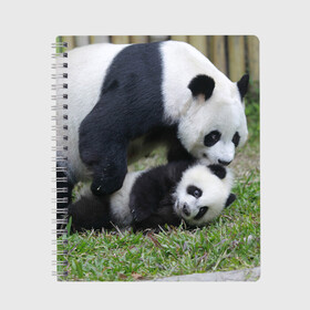 Тетрадь с принтом Мамочка и сыночек панды в Новосибирске, 100% бумага | 48 листов, плотность листов — 60 г/м2, плотность картонной обложки — 250 г/м2. Листы скреплены сбоку удобной пружинной спиралью. Уголки страниц и обложки скругленные. Цвет линий — светло-серый
 | бамбук | животное | медведь
