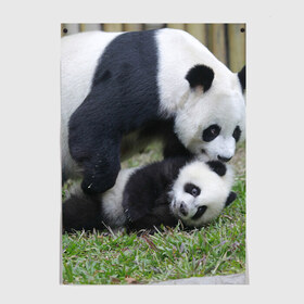 Постер с принтом Мамочка и сыночек панды в Новосибирске, 100% бумага
 | бумага, плотность 150 мг. Матовая, но за счет высокого коэффициента гладкости имеет небольшой блеск и дает на свету блики, но в отличии от глянцевой бумаги не покрыта лаком | бамбук | животное | медведь