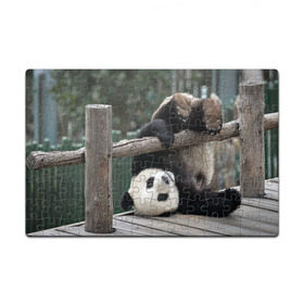 Пазл магнитный 126 элементов с принтом Паркур панда в Новосибирске, полимерный материал с магнитным слоем | 126 деталей, размер изделия —  180*270 мм | бамбук | животное | медведь