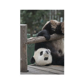 Обложка для паспорта матовая кожа с принтом Паркур панда в Новосибирске, натуральная матовая кожа | размер 19,3 х 13,7 см; прозрачные пластиковые крепления | Тематика изображения на принте: бамбук | животное | медведь