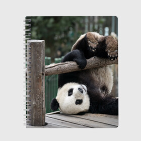 Тетрадь с принтом Паркур панда в Новосибирске, 100% бумага | 48 листов, плотность листов — 60 г/м2, плотность картонной обложки — 250 г/м2. Листы скреплены сбоку удобной пружинной спиралью. Уголки страниц и обложки скругленные. Цвет линий — светло-серый
 | бамбук | животное | медведь