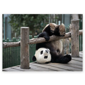 Поздравительная открытка с принтом Паркур панда в Новосибирске, 100% бумага | плотность бумаги 280 г/м2, матовая, на обратной стороне линовка и место для марки
 | Тематика изображения на принте: бамбук | животное | медведь