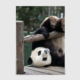 Постер с принтом Паркур панда в Новосибирске, 100% бумага
 | бумага, плотность 150 мг. Матовая, но за счет высокого коэффициента гладкости имеет небольшой блеск и дает на свету блики, но в отличии от глянцевой бумаги не покрыта лаком | бамбук | животное | медведь
