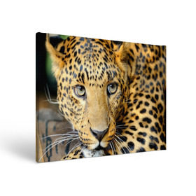Холст прямоугольный с принтом Леопард в Новосибирске, 100% ПВХ |  | Тематика изображения на принте: властелин | глаз | грация | животные | зверь | кот | кошачий | кошки | крупный | леопард | лес | млекопитающее | природа | пятна | рыжий | усатый | усы | фауна | флора | хищник | хозяин | царь джунгли
