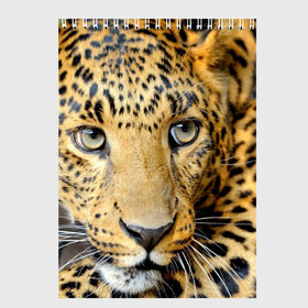Скетчбук с принтом Леопард в Новосибирске, 100% бумага
 | 48 листов, плотность листов — 100 г/м2, плотность картонной обложки — 250 г/м2. Листы скреплены сверху удобной пружинной спиралью | властелин | глаз | грация | животные | зверь | кот | кошачий | кошки | крупный | леопард | лес | млекопитающее | природа | пятна | рыжий | усатый | усы | фауна | флора | хищник | хозяин | царь джунгли