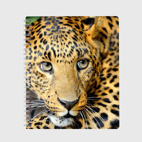 Тетрадь с принтом Леопард в Новосибирске, 100% бумага | 48 листов, плотность листов — 60 г/м2, плотность картонной обложки — 250 г/м2. Листы скреплены сбоку удобной пружинной спиралью. Уголки страниц и обложки скругленные. Цвет линий — светло-серый
 | властелин | глаз | грация | животные | зверь | кот | кошачий | кошки | крупный | леопард | лес | млекопитающее | природа | пятна | рыжий | усатый | усы | фауна | флора | хищник | хозяин | царь джунгли