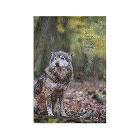 Обложка для паспорта матовая кожа с принтом Серый волк в Новосибирске, натуральная матовая кожа | размер 19,3 х 13,7 см; прозрачные пластиковые крепления | бирюк | волк | волчара | волчица | волчок | глаза | животное | животные | зверь | зеленые | койот | лес | млекопитающее | природа | санитар леса | серый | уши | фауна | хищник | черный | шакал