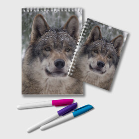 Блокнот с принтом Серый волк в Новосибирске, 100% бумага | 48 листов, плотность листов — 60 г/м2, плотность картонной обложки — 250 г/м2. Листы скреплены удобной пружинной спиралью. Цвет линий — светло-серый
 | бирюк | волк | волчара | волчица | волчок | глаза | животное | животные | зверь | зеленые | койот | лес | млекопитающее | природа | санитар леса | серый | уши | фауна | хищник | черный | шакал