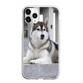 Чехол для iPhone 11 Pro матовый с принтом Волчья парода в Новосибирске, Силикон |  | Тематика изображения на принте: аука | бирюк | волк | волчара | волчица | волчок | город | животное | животные | зверь | койот | лес | млекопитающее | парода | санитар леса | серый | собака | уши | фауна | хищник | черный | шакал