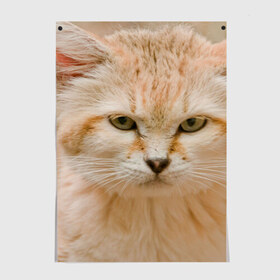 Постер с принтом Рыжий кот в Новосибирске, 100% бумага
 | бумага, плотность 150 мг. Матовая, но за счет высокого коэффициента гладкости имеет небольшой блеск и дает на свету блики, но в отличии от глянцевой бумаги не покрыта лаком | грустный | добрый | животное | киса | киска кися | кот | котенок | котэ | кошка | красивый | лапа | лапка | ласковый | милый | моська | мурлыка | прикольный | смешной | унылый | усатый | шерсть