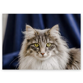 Поздравительная открытка с принтом Серый кот в Новосибирске, 100% бумага | плотность бумаги 280 г/м2, матовая, на обратной стороне линовка и место для марки
 | грустный | добрый | животное | киса | киска кися | кот | котенок | котэ | кошка | красивый | лапа | лапка | ласковый | милый | моська | мурлыка | прикольный | смешной | унылый | усатый | шерсть