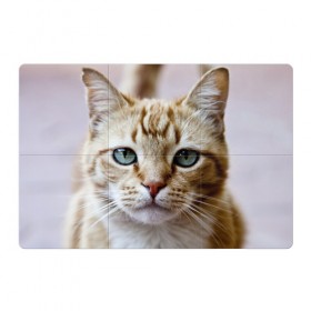 Магнитный плакат 3Х2 с принтом Рыжий кот, зеленые глаза в Новосибирске, Полимерный материал с магнитным слоем | 6 деталей размером 9*9 см | грустный | добрый | животное | киса | киска кися | кот | котенок | котэ | кошка | красивый | лапа | лапка | ласковый | милый | моська | мурлыка | прикольный | смешной | унылый | усатый | шерсть