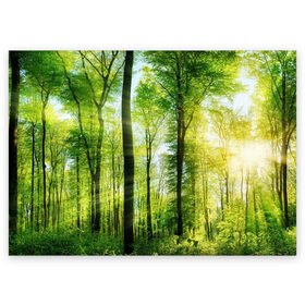 Поздравительная открытка с принтом Солнечный лес в Новосибирске, 100% бумага | плотность бумаги 280 г/м2, матовая, на обратной стороне линовка и место для марки
 | деревья | зелень | лес | лето | лучи солнца | солнце | тайга