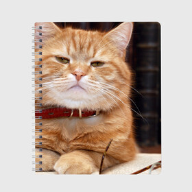 Тетрадь с принтом Рыжий кот в Новосибирске, 100% бумага | 48 листов, плотность листов — 60 г/м2, плотность картонной обложки — 250 г/м2. Листы скреплены сбоку удобной пружинной спиралью. Уголки страниц и обложки скругленные. Цвет линий — светло-серый
 | Тематика изображения на принте: грустный | добрый | животное | киса | киска кися | кот | котенок | котэ | кошка | красивый | лапа | лапка | ласковый | милый | моська | мурлыка | прикольный | смешной | унылый | усатый | шерсть