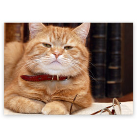 Поздравительная открытка с принтом Рыжий кот в Новосибирске, 100% бумага | плотность бумаги 280 г/м2, матовая, на обратной стороне линовка и место для марки
 | грустный | добрый | животное | киса | киска кися | кот | котенок | котэ | кошка | красивый | лапа | лапка | ласковый | милый | моська | мурлыка | прикольный | смешной | унылый | усатый | шерсть