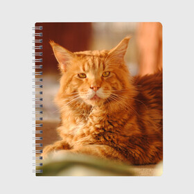 Тетрадь с принтом Рыжий кот в Новосибирске, 100% бумага | 48 листов, плотность листов — 60 г/м2, плотность картонной обложки — 250 г/м2. Листы скреплены сбоку удобной пружинной спиралью. Уголки страниц и обложки скругленные. Цвет линий — светло-серый
 | грустный | добрый | животное | киса | киска кися | кот | котенок | котэ | кошка | красивый | лапа | лапка | ласковый | милый | моська | мурлыка | прикольный | смешной | унылый | усатый | шерсть