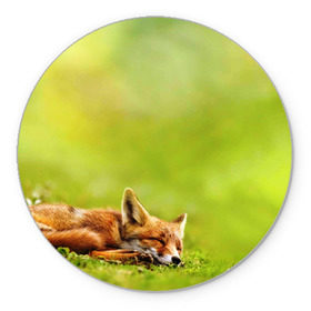 Коврик круглый с принтом Лисичка спит в Новосибирске, резина и полиэстер | круглая форма, изображение наносится на всю лицевую часть | fox | животное | зверь | красивая | лес | лис | лиса | лисенок | лисица | лисичка | мех | патрикеевна | песец | плутовка | прикольная | природа | рыжая | рыжий цвет | сказка | хвост | хитрая | хищник