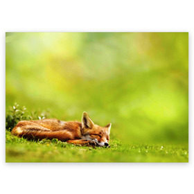 Поздравительная открытка с принтом Лисичка спит в Новосибирске, 100% бумага | плотность бумаги 280 г/м2, матовая, на обратной стороне линовка и место для марки
 | fox | животное | зверь | красивая | лес | лис | лиса | лисенок | лисица | лисичка | мех | патрикеевна | песец | плутовка | прикольная | природа | рыжая | рыжий цвет | сказка | хвост | хитрая | хищник