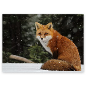 Поздравительная открытка с принтом Лиса в Новосибирске, 100% бумага | плотность бумаги 280 г/м2, матовая, на обратной стороне линовка и место для марки
 | fox | животное | зверь | красивая | лес | лис | лиса | лисенок | лисица | лисичка | мех | патрикеевна | песец | плутовка | прикольная | природа | рыжая | рыжий цвет | сказка | хвост | хитрая | хищник