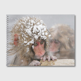 Альбом для рисования с принтом Обезьянка и зима в Новосибирске, 100% бумага
 | матовая бумага, плотность 200 мг. | Тематика изображения на принте: бабуин | гамадрил | гиббон | горилла | гуманоид | дарвин | животное | зоопарк | кинг конг | мартышка | маугли | обезьяна | орангутанг | предок | примат | рожа | хомо сапиенс | шимпанзе