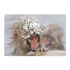 Магнитный плакат 3Х2 с принтом Обезьянка и зима в Новосибирске, Полимерный материал с магнитным слоем | 6 деталей размером 9*9 см | бабуин | гамадрил | гиббон | горилла | гуманоид | дарвин | животное | зоопарк | кинг конг | мартышка | маугли | обезьяна | орангутанг | предок | примат | рожа | хомо сапиенс | шимпанзе