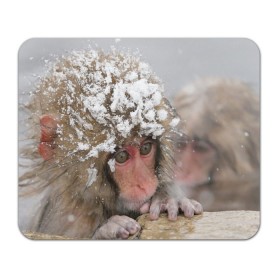 Коврик прямоугольный с принтом Обезьянка и зима в Новосибирске, натуральный каучук | размер 230 х 185 мм; запечатка лицевой стороны | бабуин | гамадрил | гиббон | горилла | гуманоид | дарвин | животное | зоопарк | кинг конг | мартышка | маугли | обезьяна | орангутанг | предок | примат | рожа | хомо сапиенс | шимпанзе