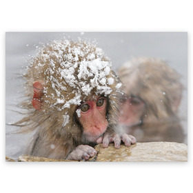 Поздравительная открытка с принтом Обезьянка и зима в Новосибирске, 100% бумага | плотность бумаги 280 г/м2, матовая, на обратной стороне линовка и место для марки
 | бабуин | гамадрил | гиббон | горилла | гуманоид | дарвин | животное | зоопарк | кинг конг | мартышка | маугли | обезьяна | орангутанг | предок | примат | рожа | хомо сапиенс | шимпанзе