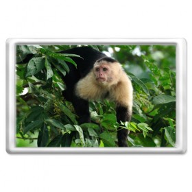 Магнит 45*70 с принтом Обезьянка в джунглях в Новосибирске, Пластик | Размер: 78*52 мм; Размер печати: 70*45 | бабуин | гамадрил | гиббон | горилла | гуманоид | дарвин | животное | зоопарк | кинг конг | мартышка | маугли | обезьяна | орангутанг | предок | примат | рожа | хомо сапиенс | шимпанзе
