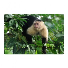 Магнитный плакат 3Х2 с принтом Обезьянка в джунглях в Новосибирске, Полимерный материал с магнитным слоем | 6 деталей размером 9*9 см | бабуин | гамадрил | гиббон | горилла | гуманоид | дарвин | животное | зоопарк | кинг конг | мартышка | маугли | обезьяна | орангутанг | предок | примат | рожа | хомо сапиенс | шимпанзе