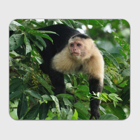 Коврик прямоугольный с принтом Обезьянка в джунглях в Новосибирске, натуральный каучук | размер 230 х 185 мм; запечатка лицевой стороны | Тематика изображения на принте: бабуин | гамадрил | гиббон | горилла | гуманоид | дарвин | животное | зоопарк | кинг конг | мартышка | маугли | обезьяна | орангутанг | предок | примат | рожа | хомо сапиенс | шимпанзе