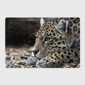 Магнитный плакат 3Х2 с принтом Леопард в Новосибирске, Полимерный материал с магнитным слоем | 6 деталей размером 9*9 см | Тематика изображения на принте: властелин | грация | животные | зверь | кот | кошачий | кошки | крупный | леопард | лес | милый | млекопитающее | природа | пятна | рыжий | усатый | усы | фауна | флора | хищник | хозяин | царь джунгли