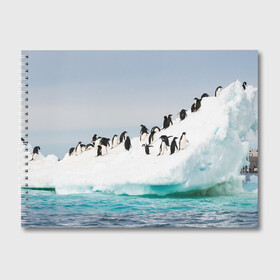 Альбом для рисования с принтом Пингвины на айсберге в Новосибирске, 100% бумага
 | матовая бумага, плотность 200 мг. | айсберг | антарктида | антарктика | арктика | буревестник | глупый | императорский | клюв | королевский | крылья | ласты | лёд | линукс | океан | пилигрим | полюс | птица | север | снег | умка | фрак
