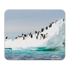 Коврик прямоугольный с принтом Пингвины на айсберге в Новосибирске, натуральный каучук | размер 230 х 185 мм; запечатка лицевой стороны | айсберг | антарктида | антарктика | арктика | буревестник | глупый | императорский | клюв | королевский | крылья | ласты | лёд | линукс | океан | пилигрим | полюс | птица | север | снег | умка | фрак