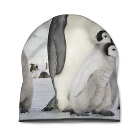 Шапка 3D с принтом Пингвин и пингвинята в Новосибирске, 100% полиэстер | универсальный размер, печать по всей поверхности изделия | айсберг | антарктида | антарктика | арктика | буревестник | глупый | императорский | клюв | королевский | крылья | ласты | лёд | линукс | океан | пилигрим | полюс | птица | север | снег | умка | фрак