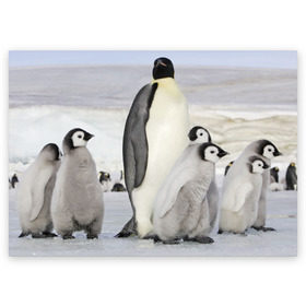 Поздравительная открытка с принтом Пингвин и пингвинята в Новосибирске, 100% бумага | плотность бумаги 280 г/м2, матовая, на обратной стороне линовка и место для марки
 | айсберг | антарктида | антарктика | арктика | буревестник | глупый | императорский | клюв | королевский | крылья | ласты | лёд | линукс | океан | пилигрим | полюс | птица | север | снег | умка | фрак